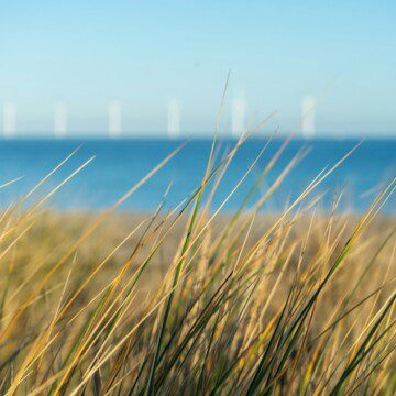 Strandgræs og sand med havet i baggrunden ved Amager Strandpark i København, en af bydelens populære destinationer