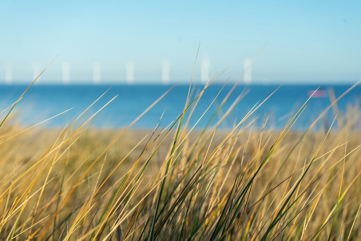 Strandgræs og sand med havet i baggrunden ved Amager Strandpark i København, en af bydelens populære destinationer