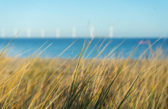 Amager Strandpark i København med strandgræs, sand og Øresund i baggrunden - en populær destination for gæster, der bor i ferielejligheder i nærheden