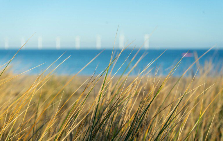 Amager Strandpark i København med strandgræs, sand og Øresund i baggrunden - en populær destination for gæster, der bor i ferielejligheder i nærheden